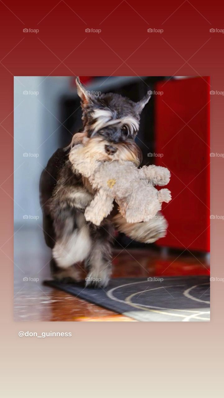 Dog running with a Teddy Bear