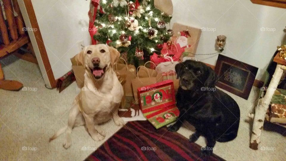 Labrador  Christmas