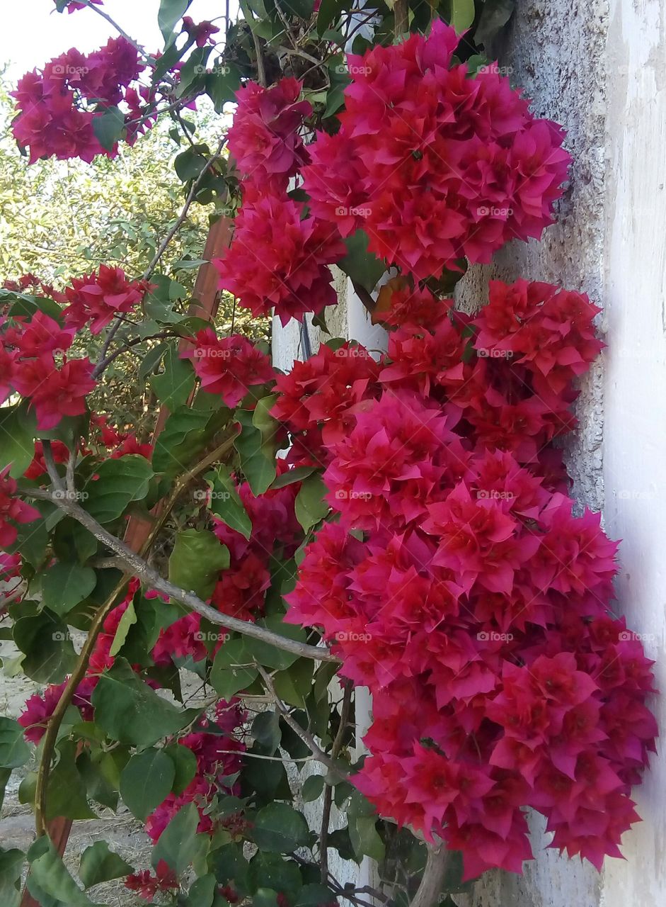 Flores rojas