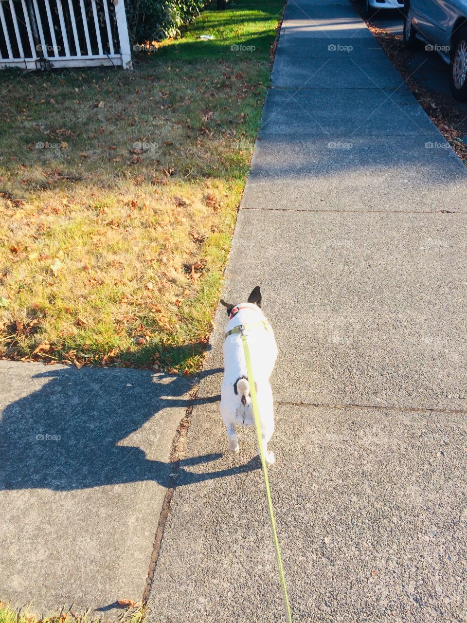 A sunny walk with a dog!