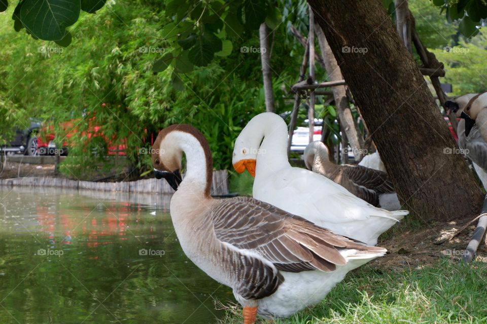 lion head goose walking with friends on the lawn by the water.