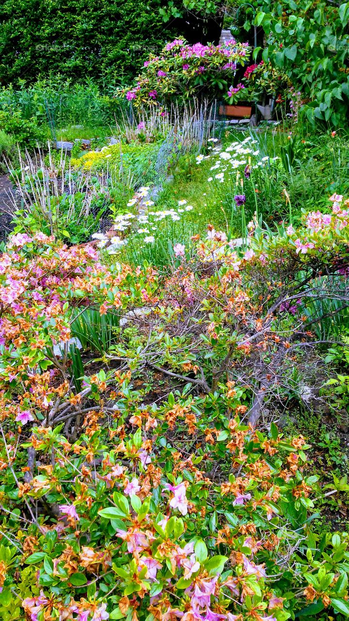 spring. flowers. beauty