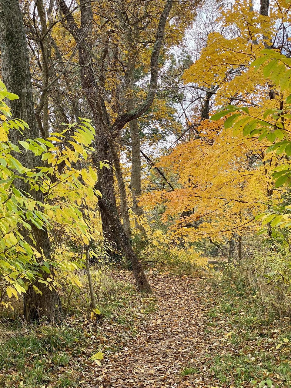A woodland path covered in leaves and surrounded by brightly colored trees
