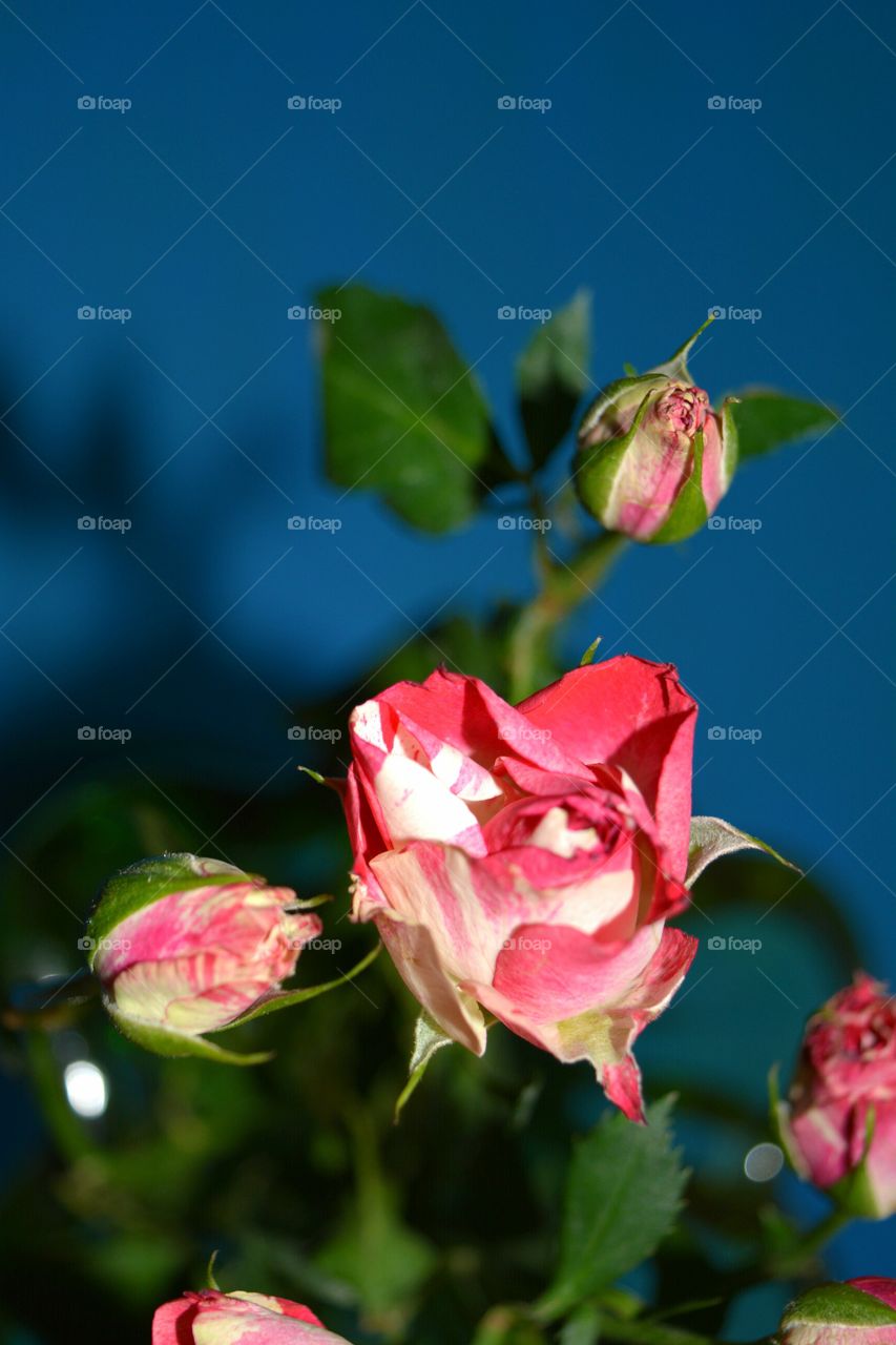 Flower, Rose, Nature, Leaf, Flora