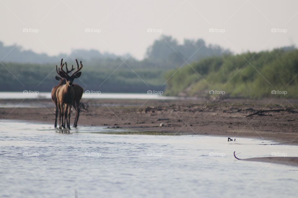 Mule deer