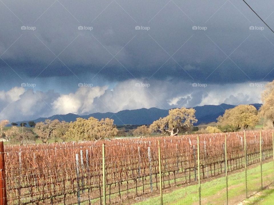Stormy vineyard
