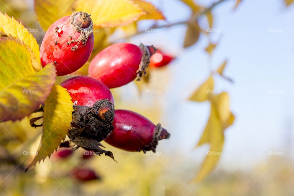 Rose hip