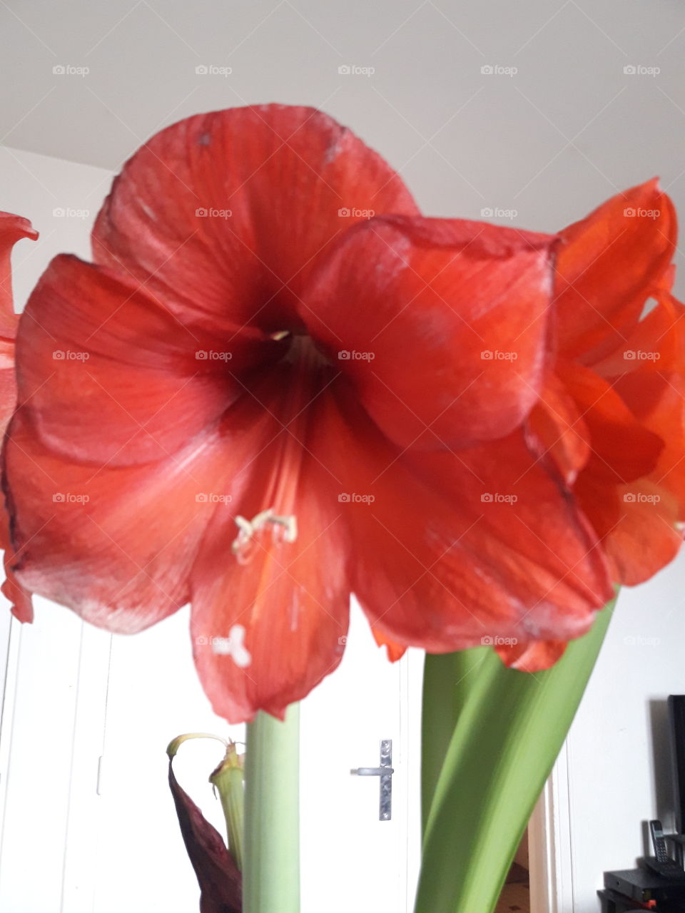 In the heart of the red passion