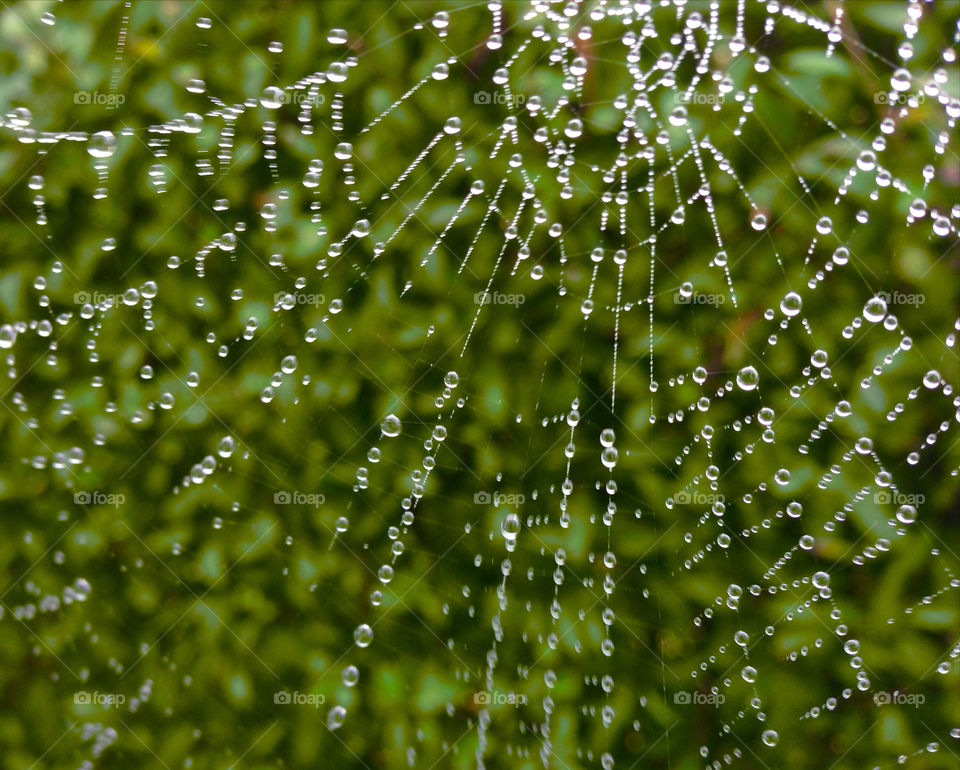 web spider wet by ablo