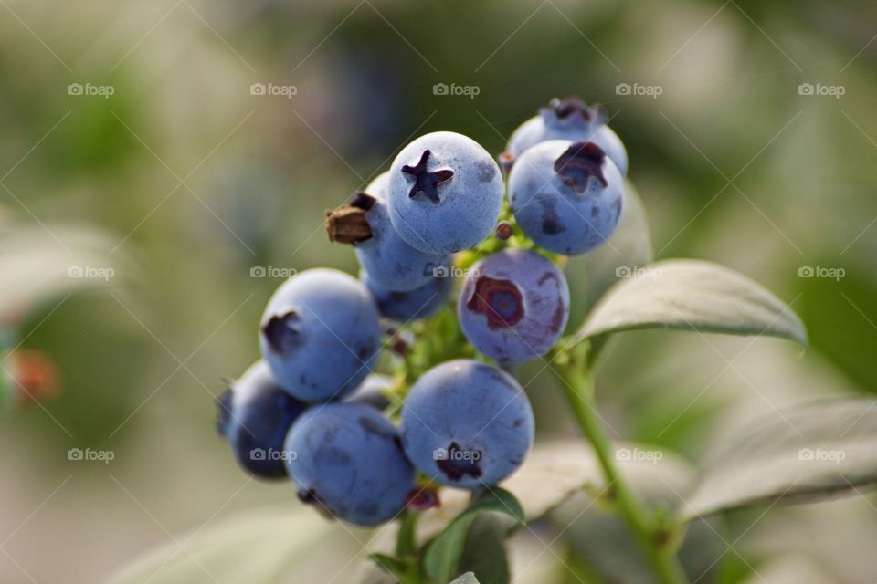 Blueberry
