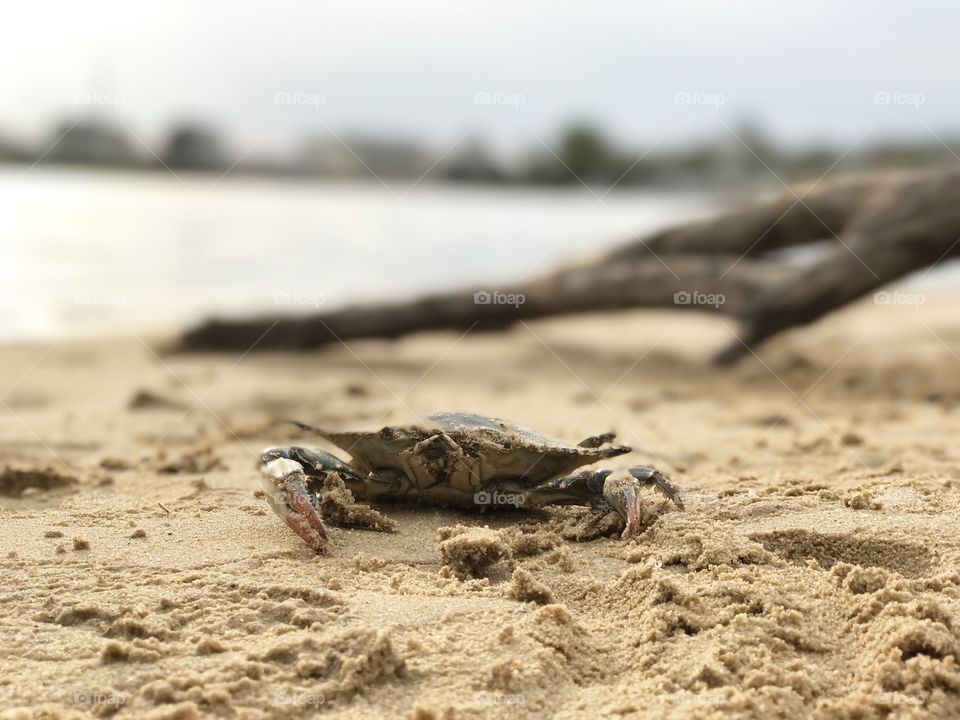Crab beach 