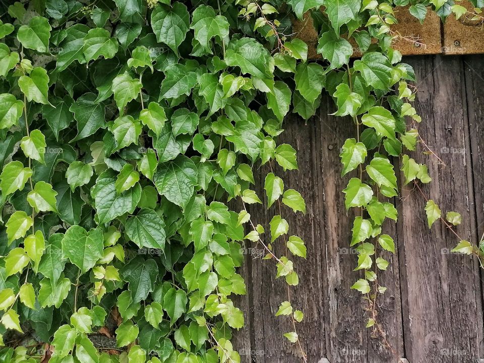 Vitaceae grape plants leaves