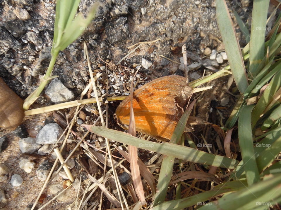 last days of the butterfly. This is a picture of a butterfly that I was chasing when he up and died. 👣 🚶 🏃 🔥 💨