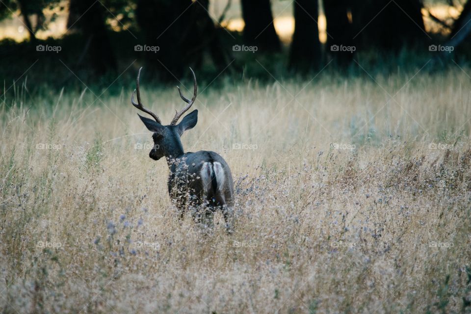 Rear view of deer in yosemite national park