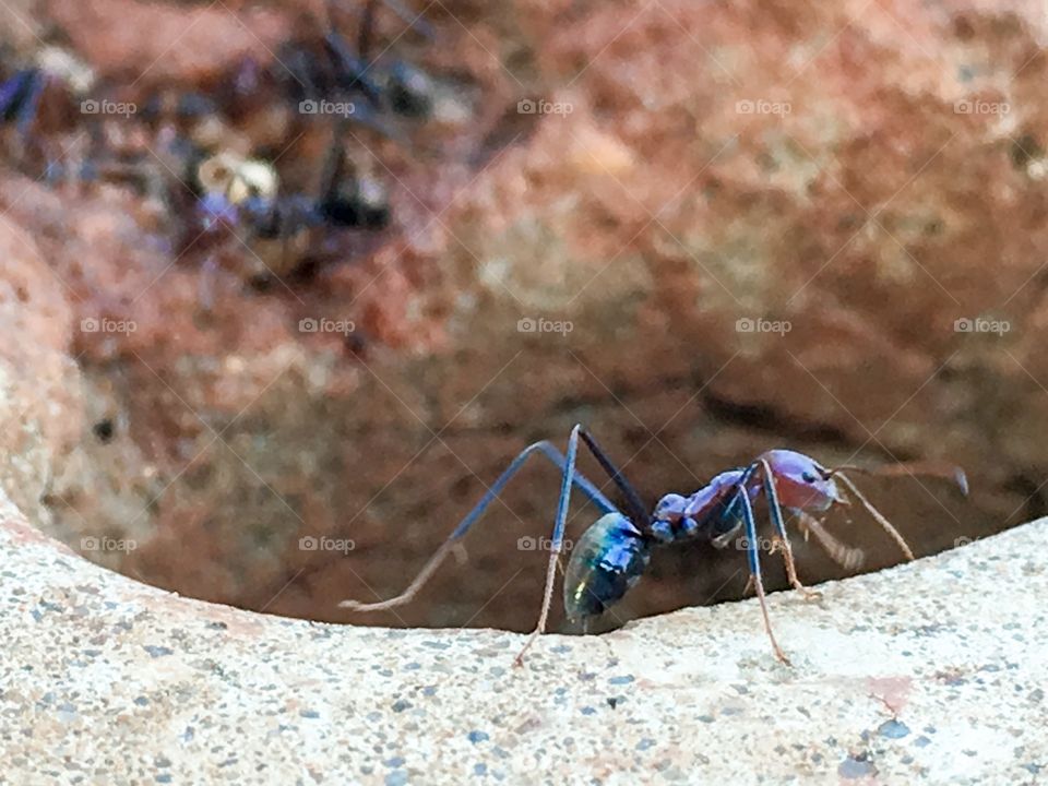Close-up worker ant climbing out of hole