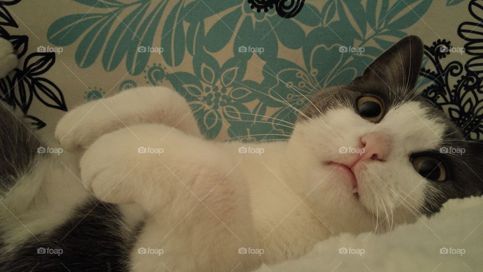 cute grey and white tabby