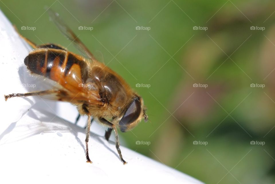 Close-Up Of Bee 