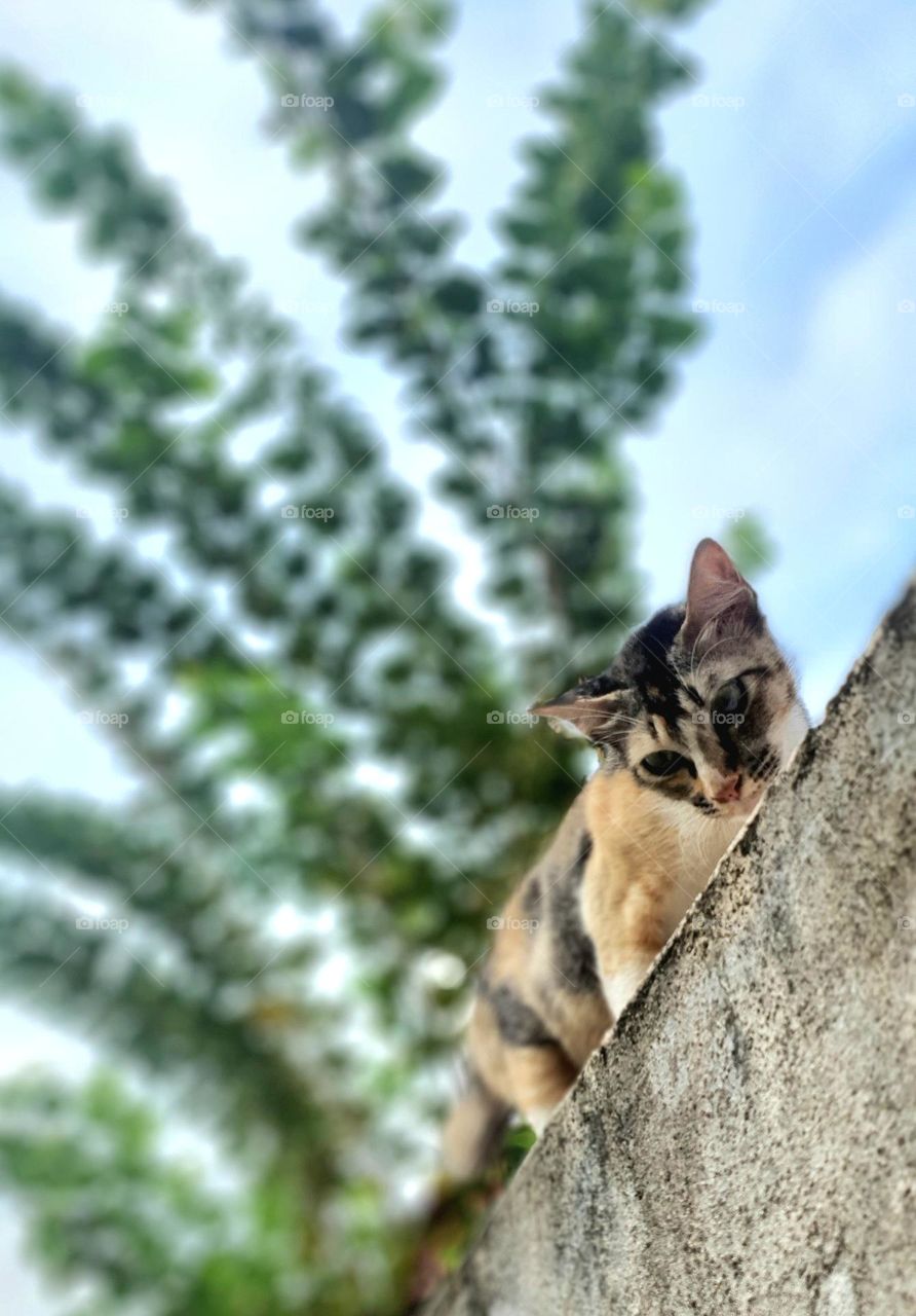 Cat on Wall Bench