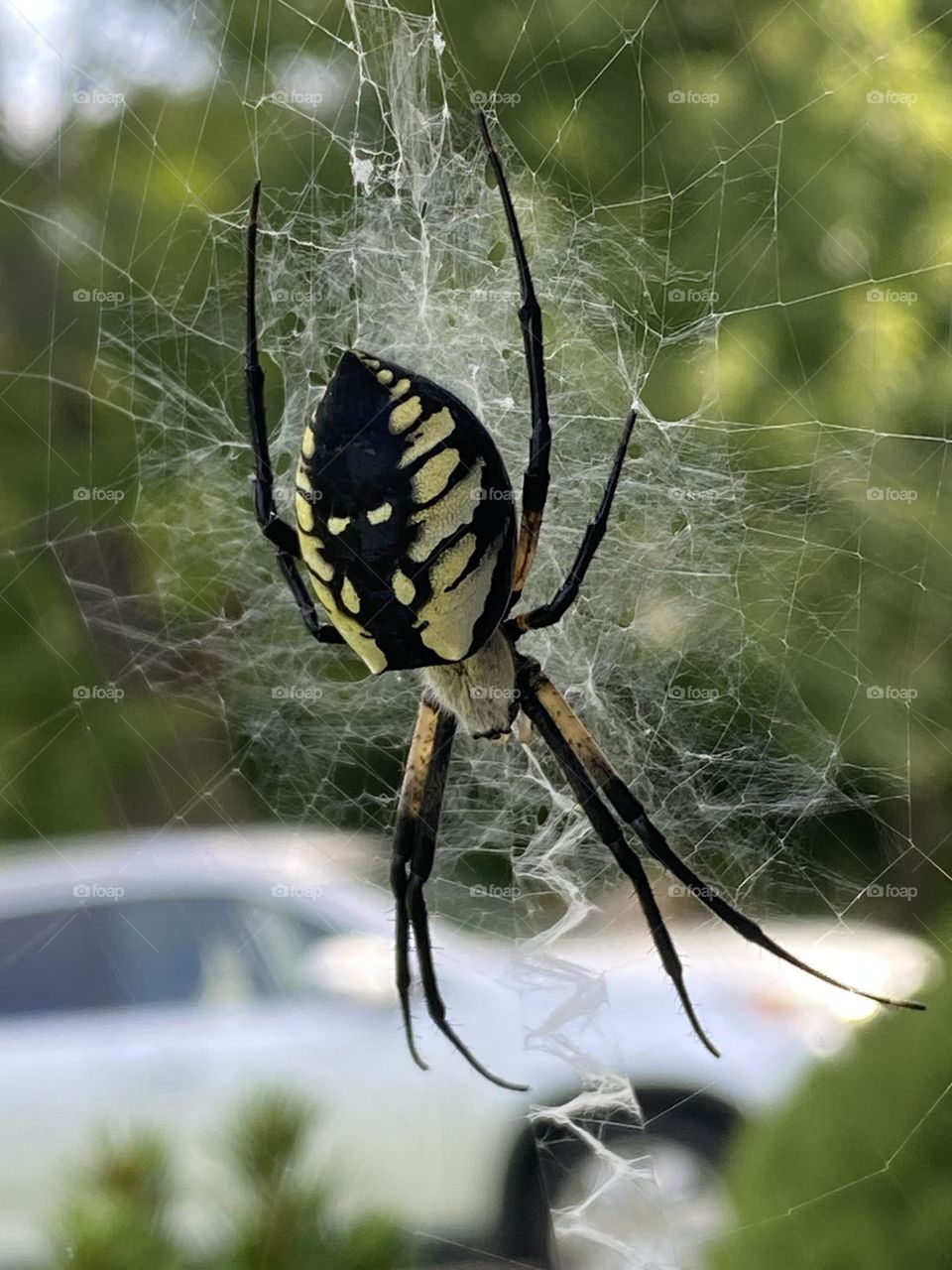 Yellow garden spider