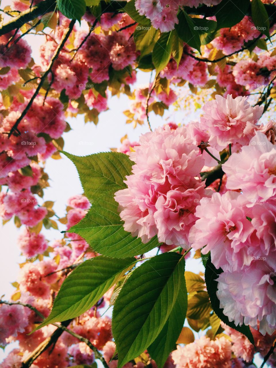 Cherry Blossoms . Cherry Blossoms 