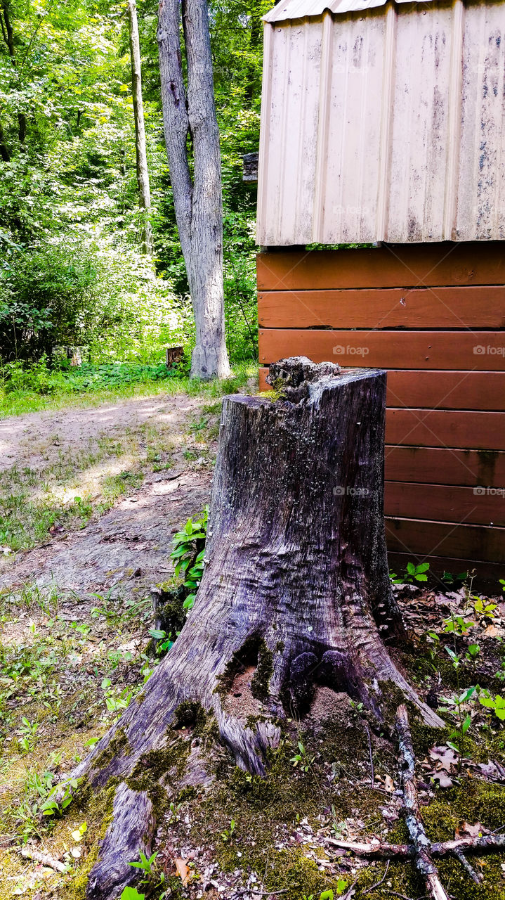 Woodsy Shed with Stump