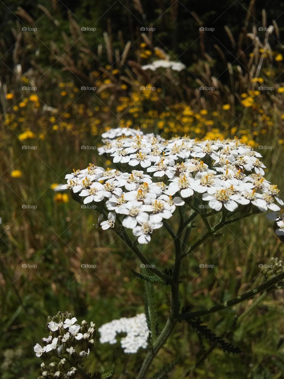 Wild indigenous Yarrow. Used by local Native American tribes for centuries it is a favorite in our household for relieving itchy bug bites.