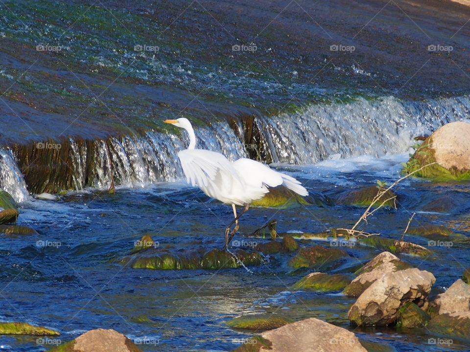 Egret