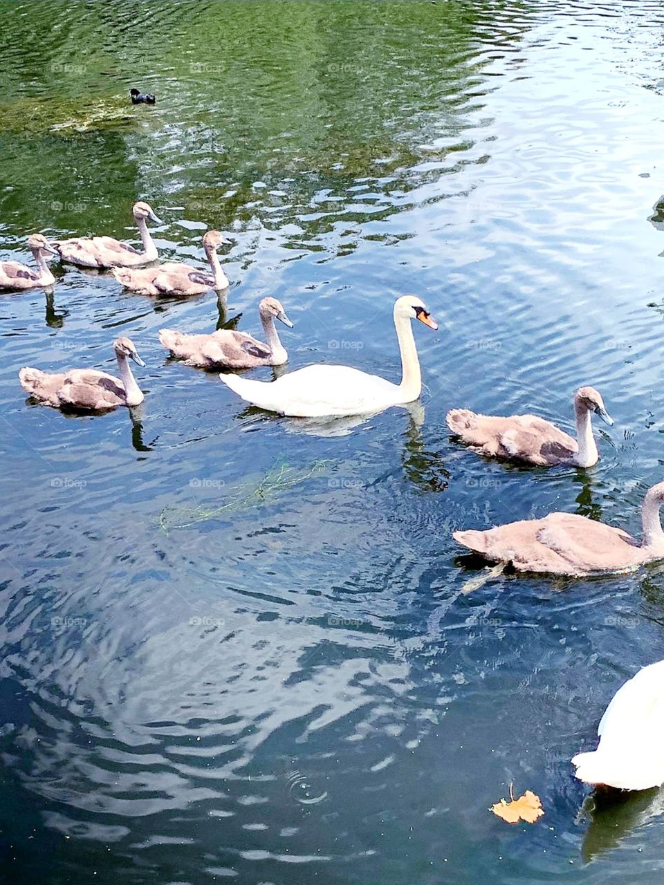Swan family