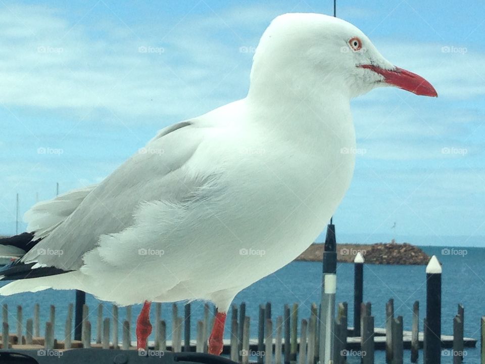 Seagull on the car. Seagull through the windshield of the SUV, closeup!