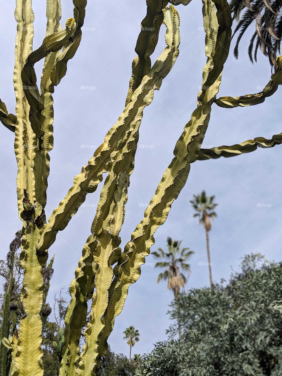 tall cactus in foreground with palm trees in background