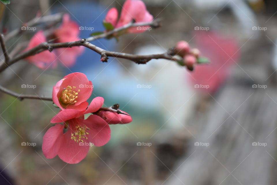 flower blossoms