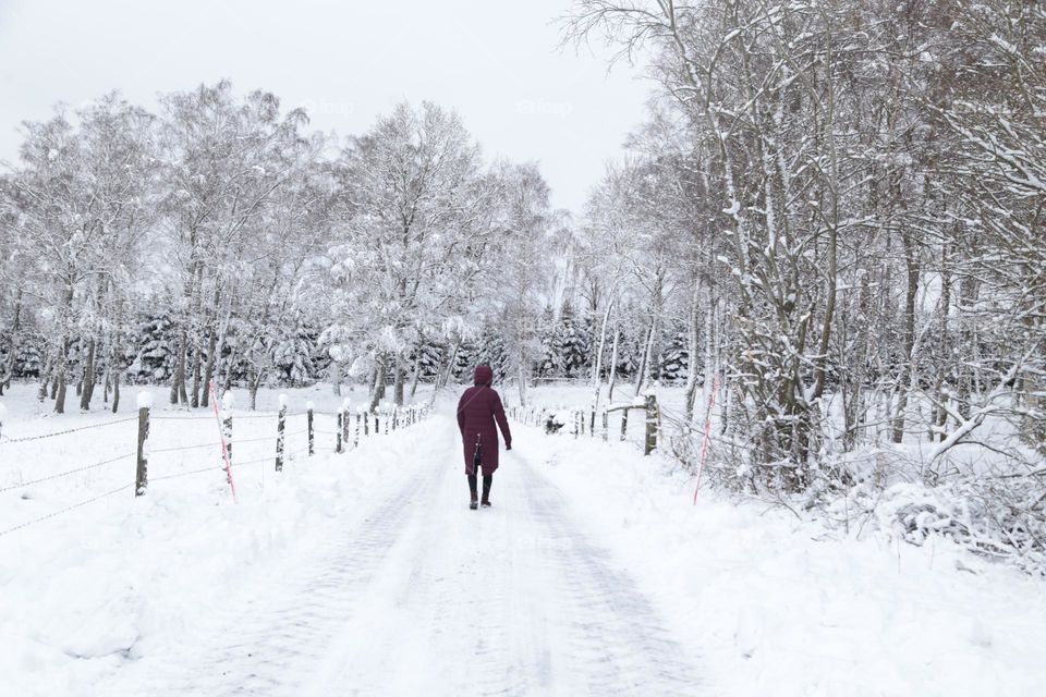 Countryside living in the woods in winter 