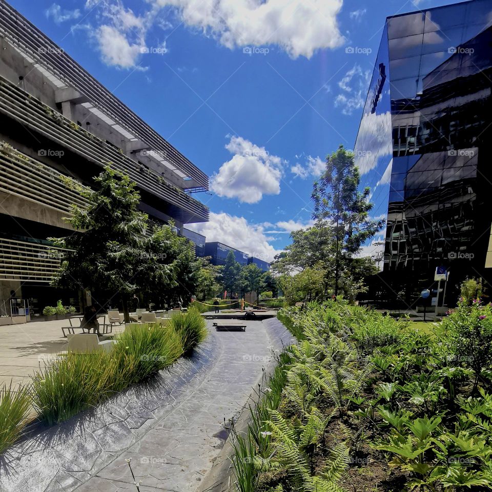 Urban plants in the middle of the street 