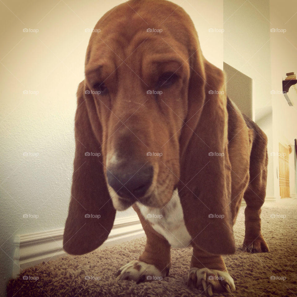 dog tired sad face sad dog by comstock