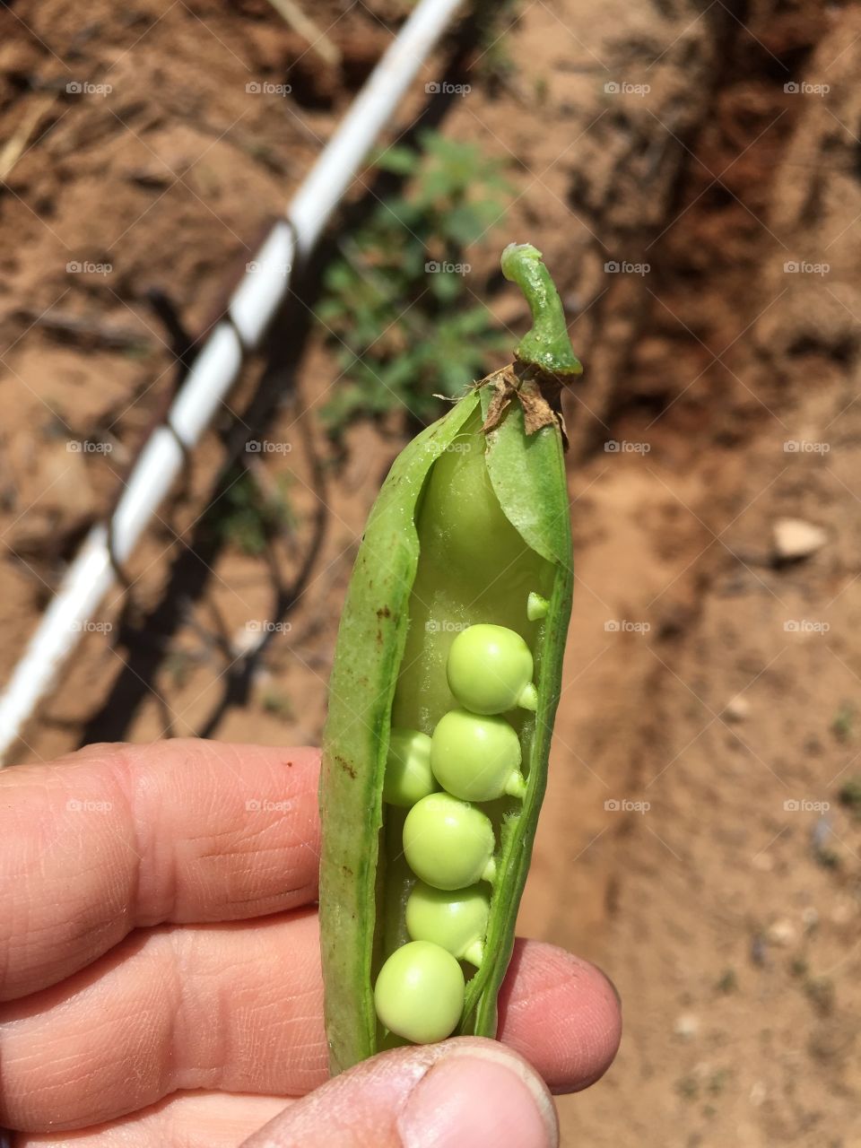 Agriculture, Legume, No Person, Food, Pod