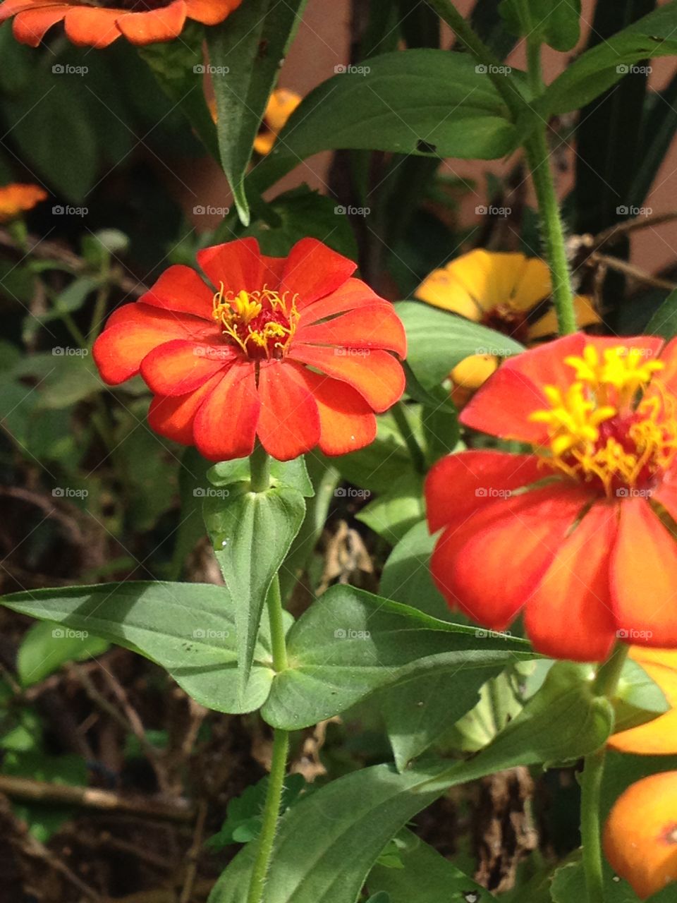 Flowers. Orange orange