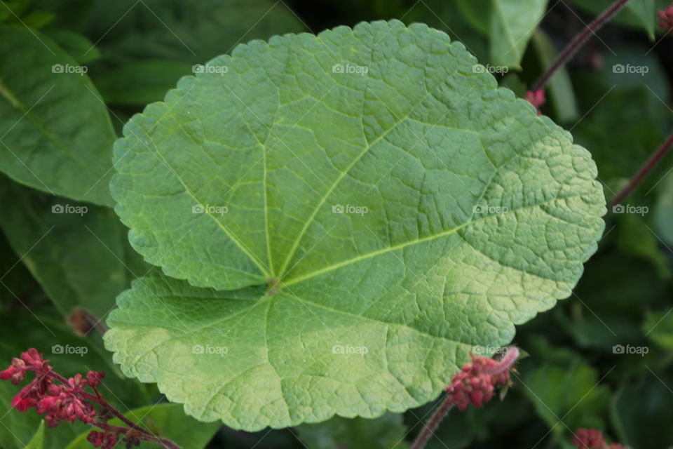 Large green leaf close-up