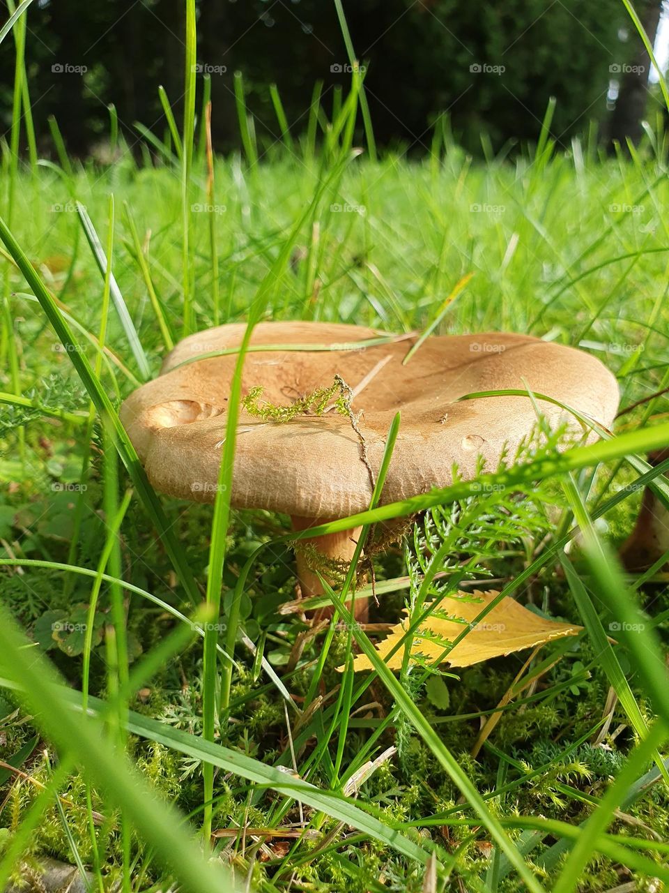 mushroom. but name?