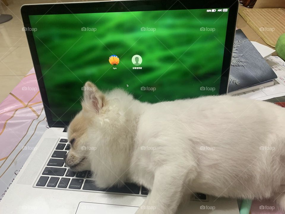 Sleeping on computer.