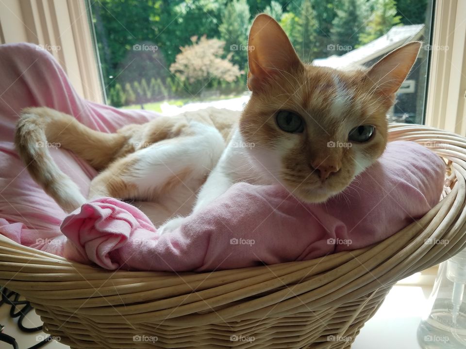 Cat, Cute, Basket, Kitten, Baby