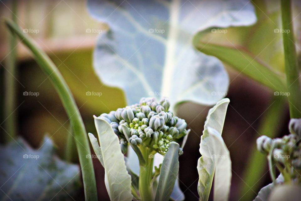 Fresh broccoli in school garden