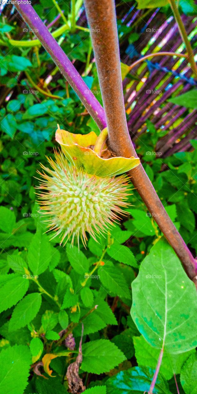 Métel_Datura innoxia