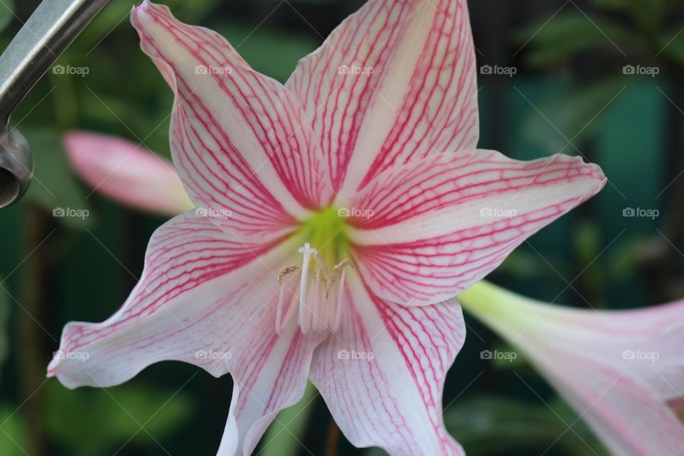 Lilly Flower