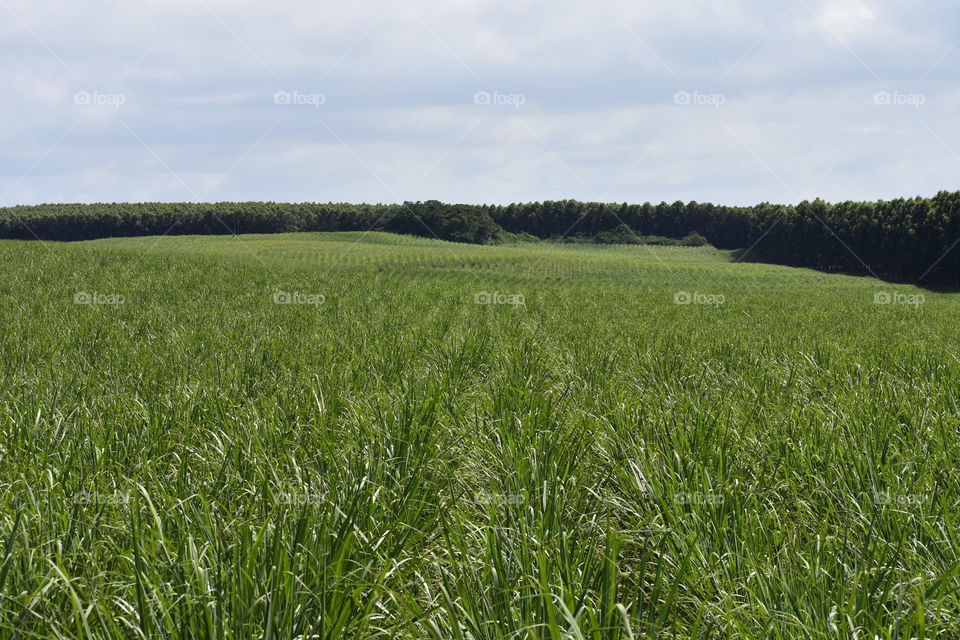 Sugarcane Field Under The Sun