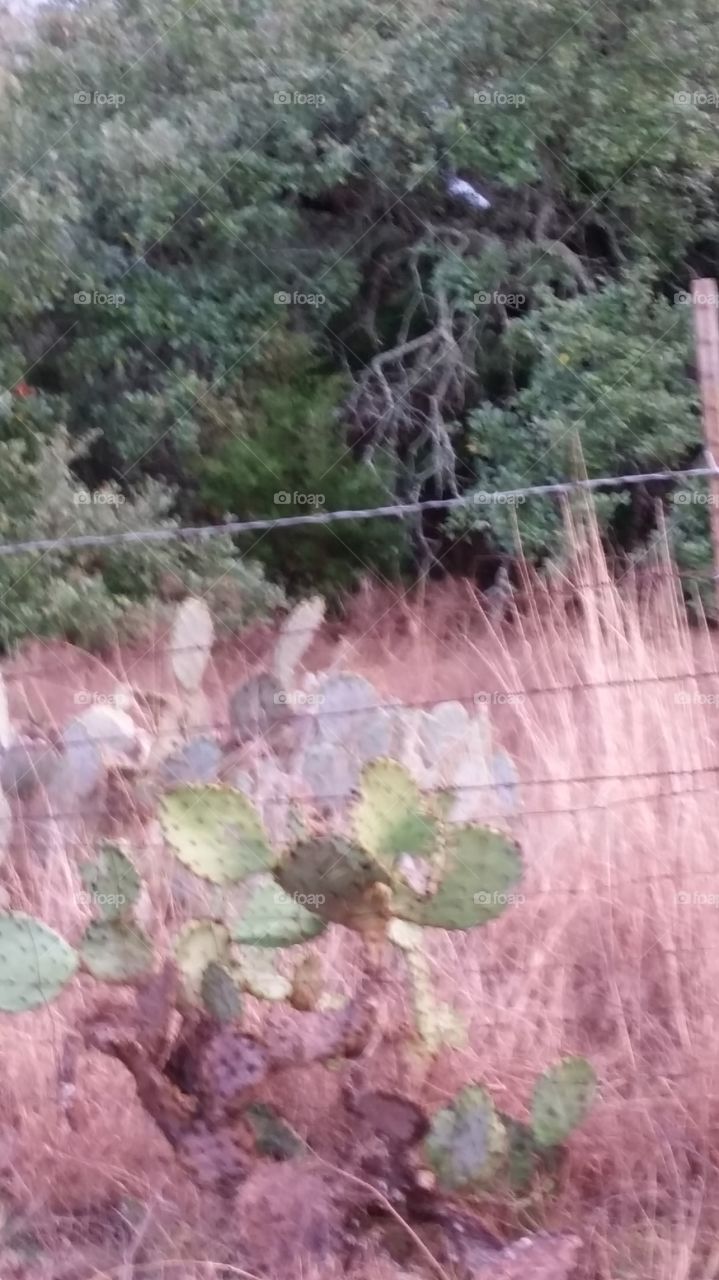cactus and stick fence