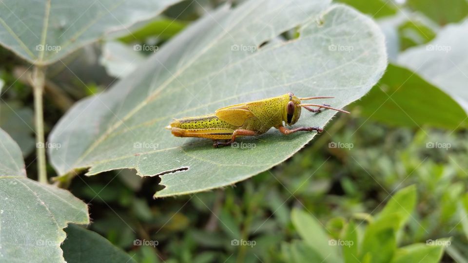 Grasshopper