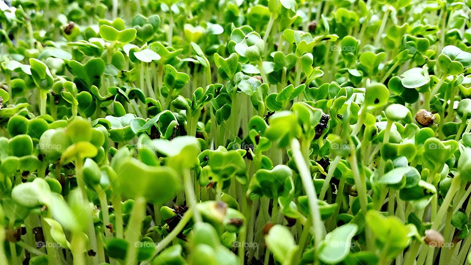 microgreen 2