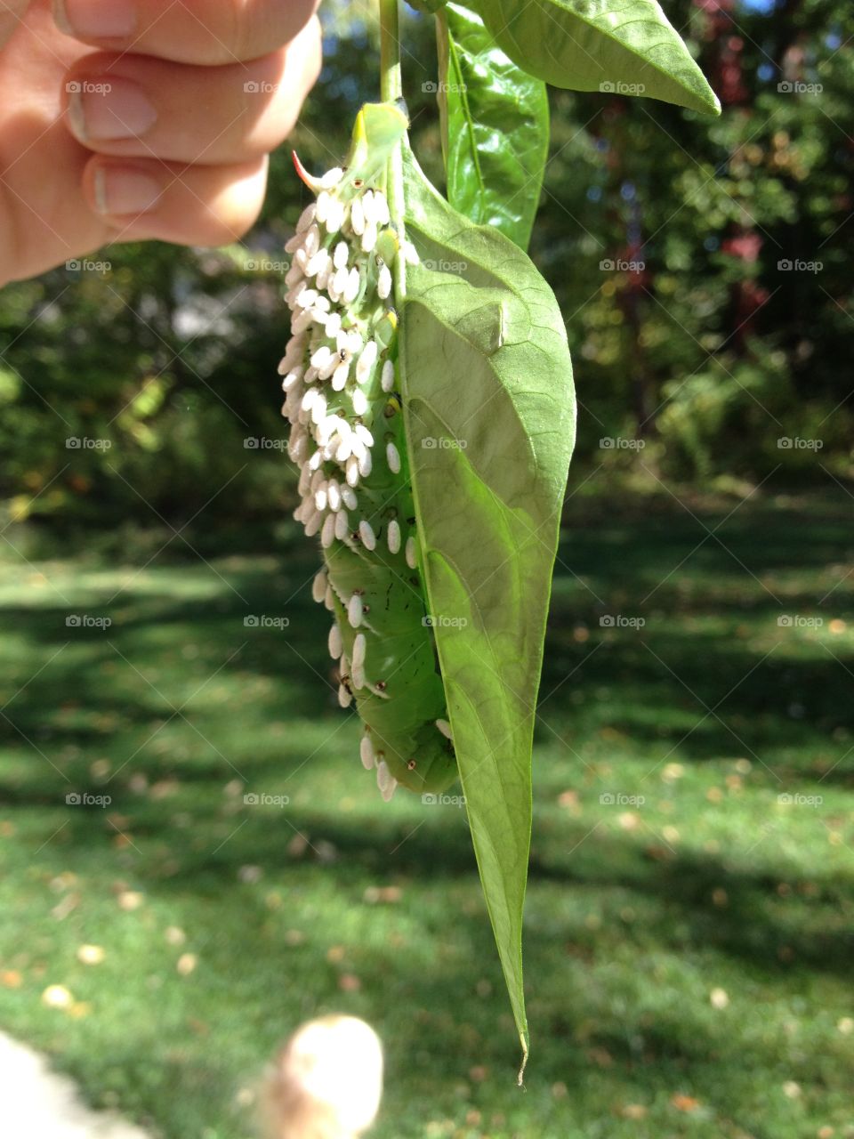 Caterpillar with eggs