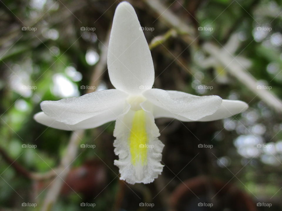 white orchids