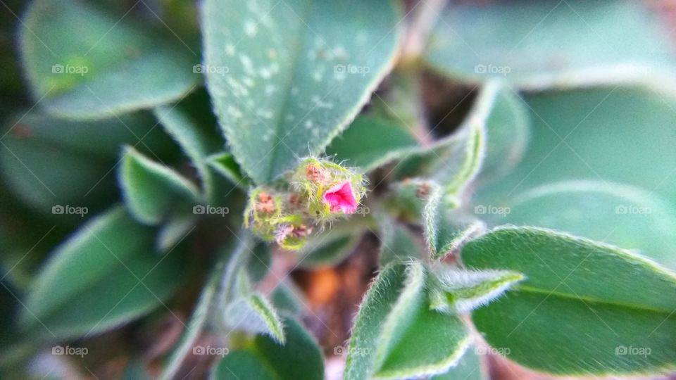 Elevated view of flower bud with leaves